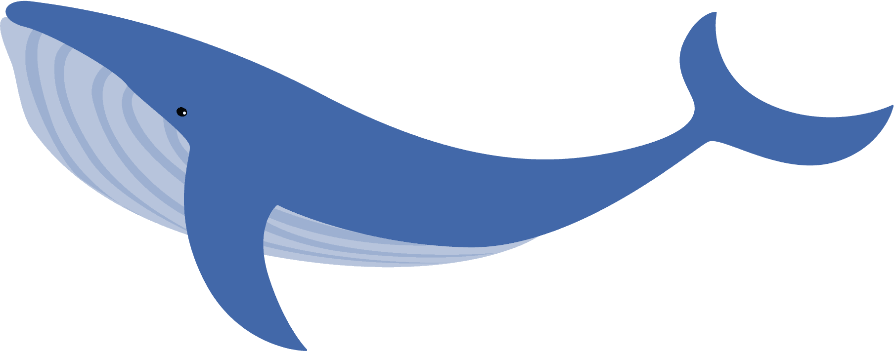 whale