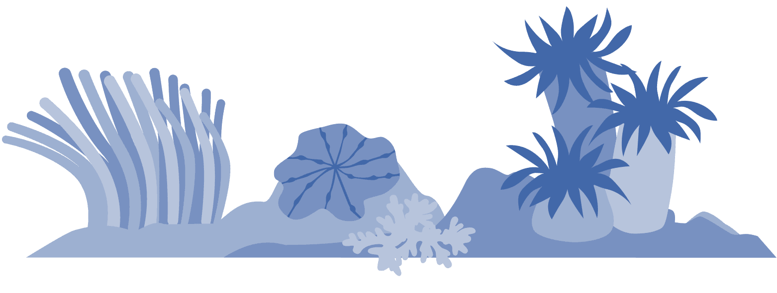soft_coral